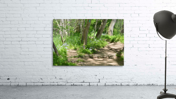Path in the woods Wall Preview