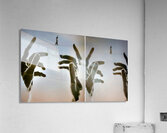 TITLE: LINE WALKING ...   Acrylic Print