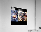 TITLE : STORM & BLOOM Acrylic Print
