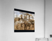 TITLE: IVORY  Acrylic Print