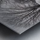 TITLE  : GROWING ROOTS Metal print
