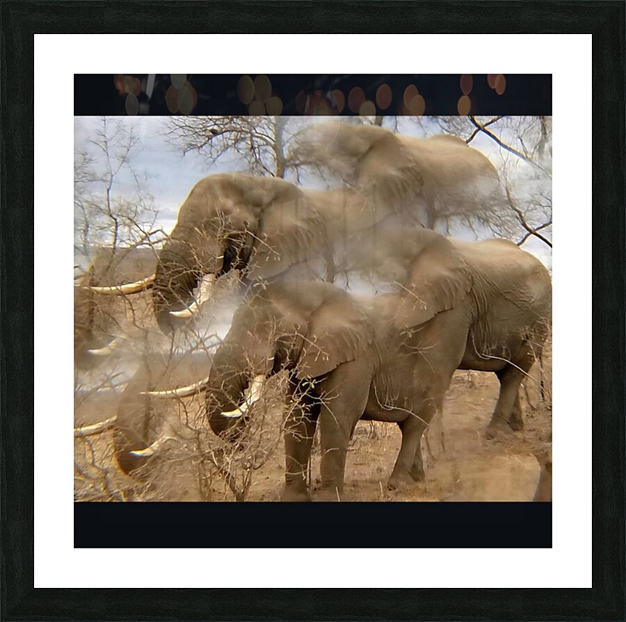 TITLE: IVORY  Picture Frame print