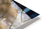 TITLE: IVORY  HD Metal print