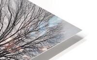 TITLE  : GROWING ROOTS HD Metal print