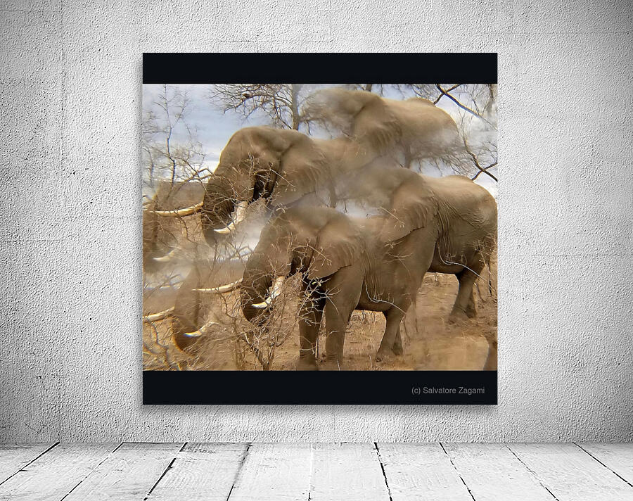 TITLE: IVORY  Wall Preview