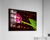 Tulip Acrylic Print