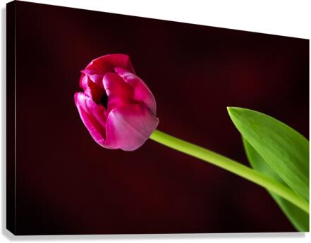 Tulip Canvas Print