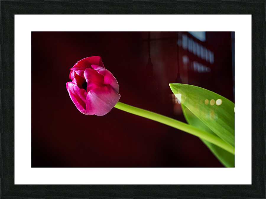 Tulip Picture Frame print