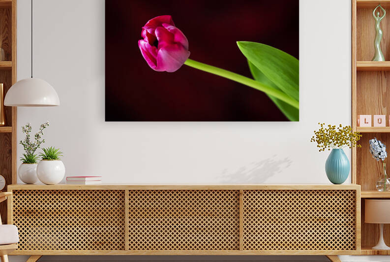 Tulip by Anna Sowinska