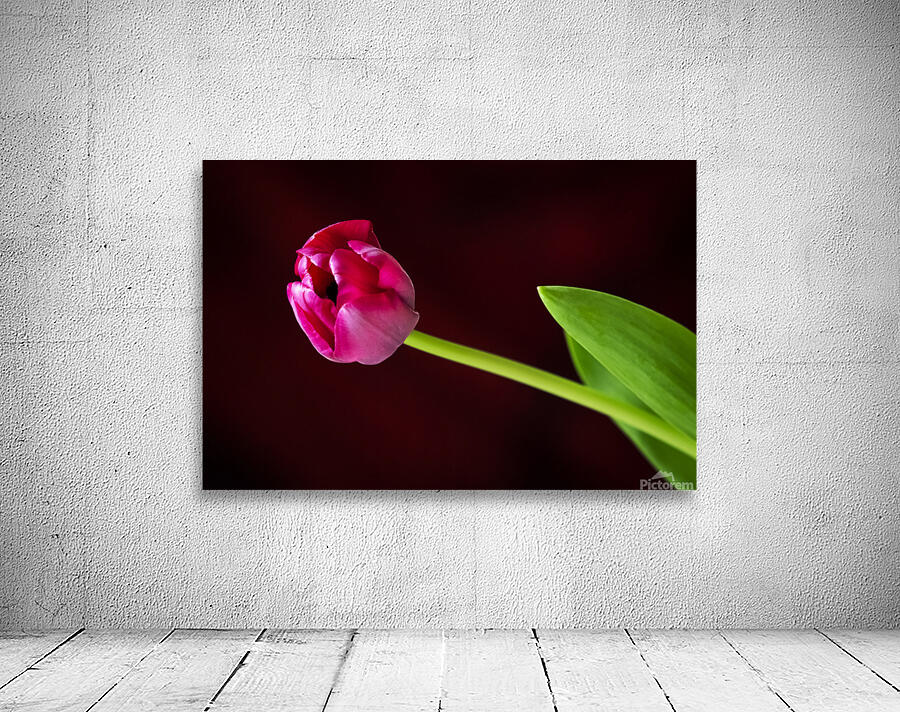 Tulip Wall Preview