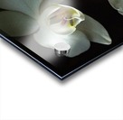 Orchids Acrylic print