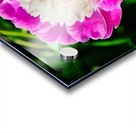 Peony Acrylic print