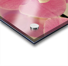 PinkOrchid Acrylic print