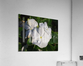 Vinca Acrylic Print