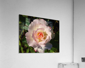 Pink Rose Acrylic Print