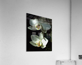 Orchids Acrylic Print