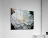 Camelia Acrylic Print