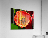 Poppy Acrylic Print