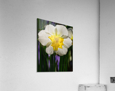 White Daffodil Acrylic Print