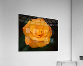 Orange Rose Acrylic Print