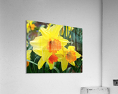 Daffodils Acrylic Print