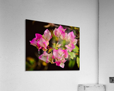 Bougainvillea Acrylic Print