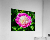 Peony Acrylic Print