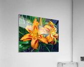 Day Lilies Acrylic Print