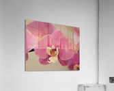 PinkOrchid Acrylic Print