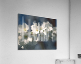 TreeInBloom Acrylic Print