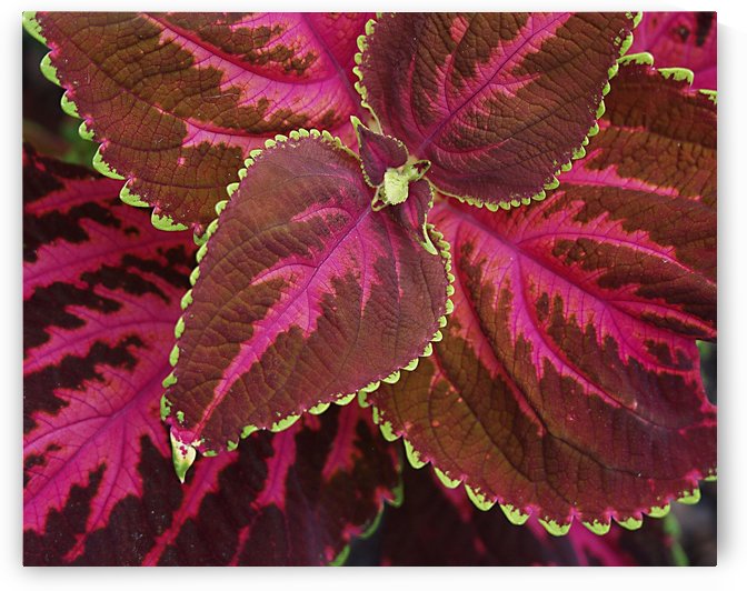 Coleus by Ed Madden