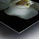 Orchids Metal print
