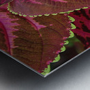 Coleus Metal print
