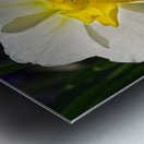 White Daffodil Metal print