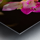 Bougainvillea Metal print