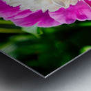 Peony Metal print