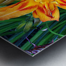 Day Lilies Metal print