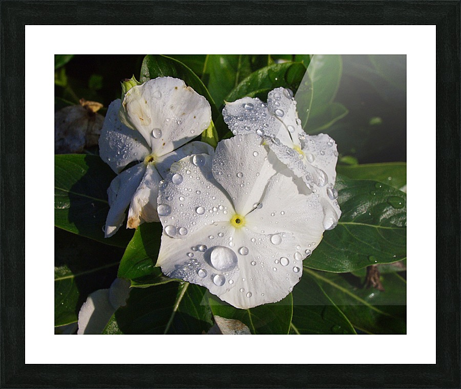 Vinca Picture Frame print