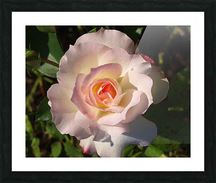 Pink Rose Picture Frame print