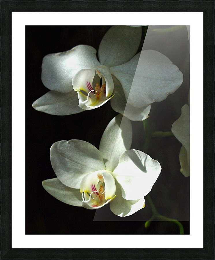 Orchids Picture Frame print