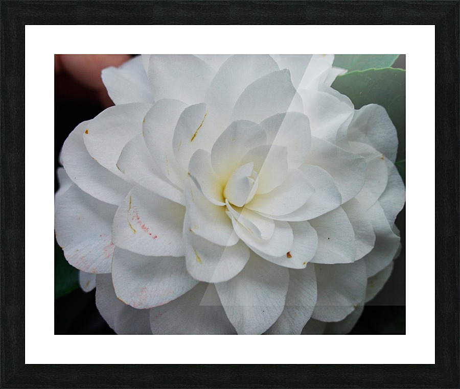 Camelia Picture Frame print