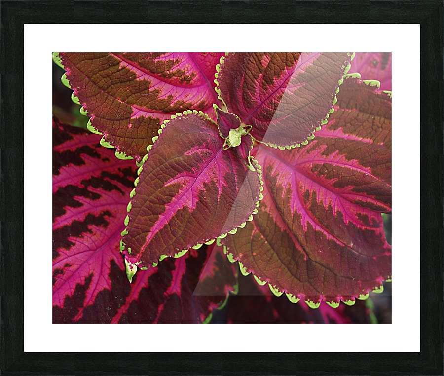 Coleus Picture Frame print