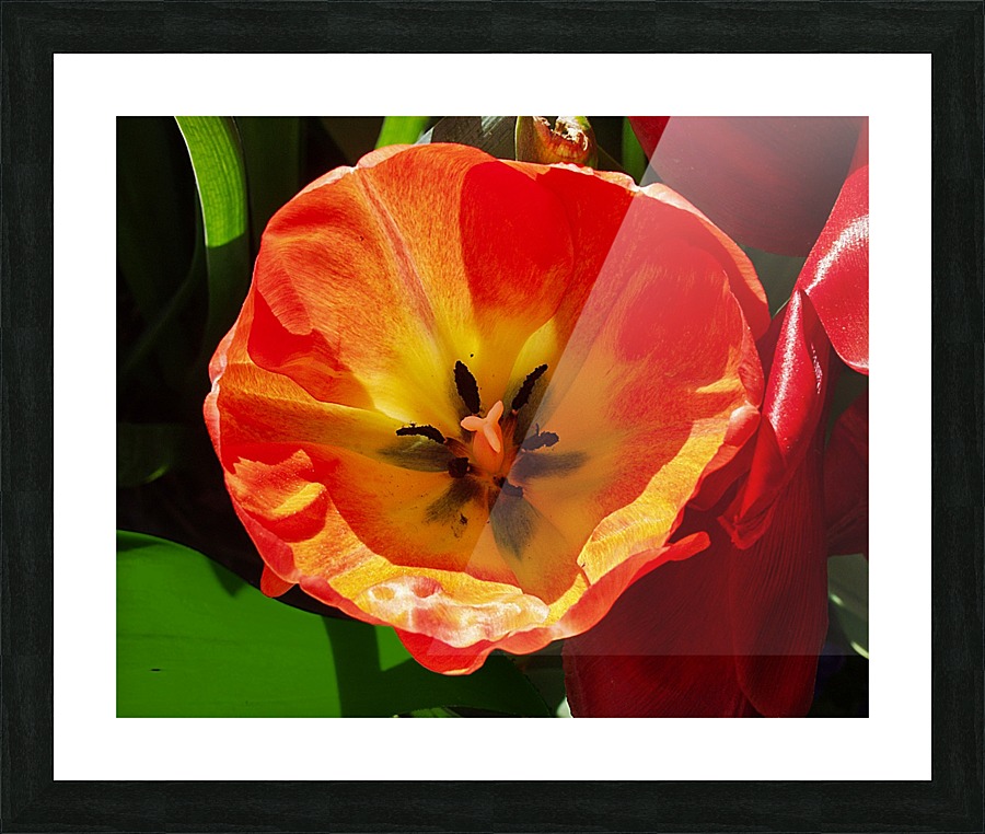 Poppy Picture Frame print