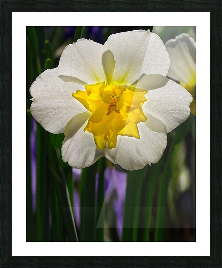 White Daffodil Picture Frame print