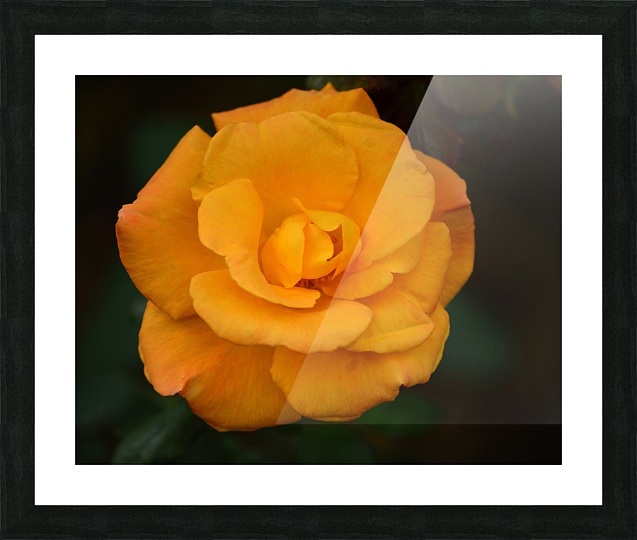 Orange Rose Picture Frame print