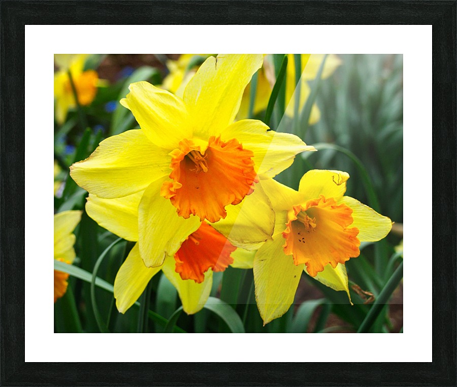 Daffodils Picture Frame print