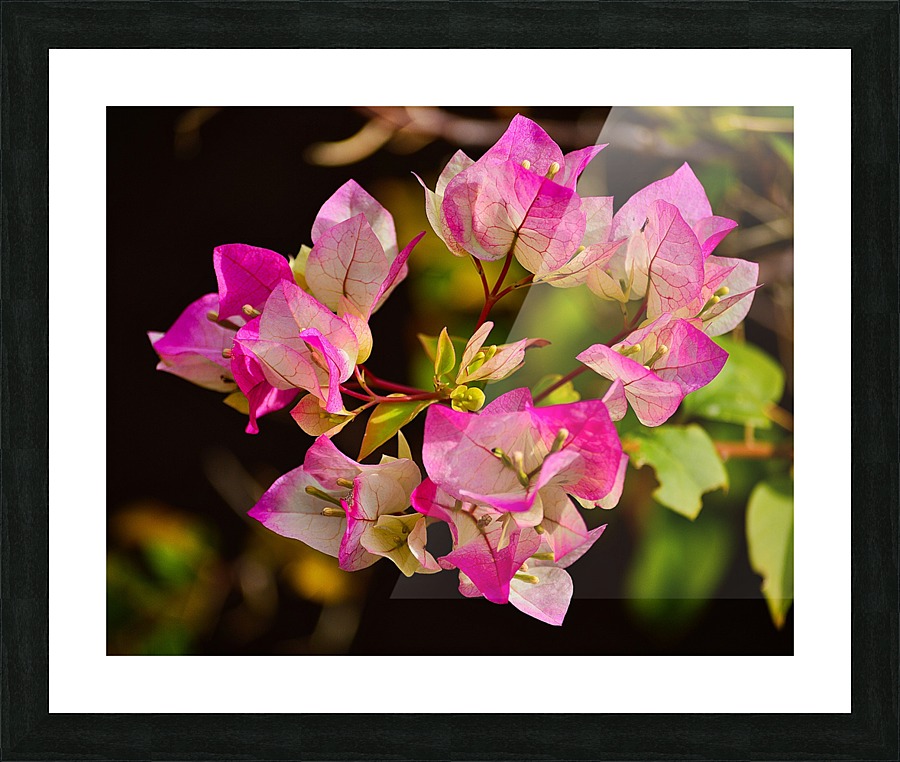 Bougainvillea Picture Frame print