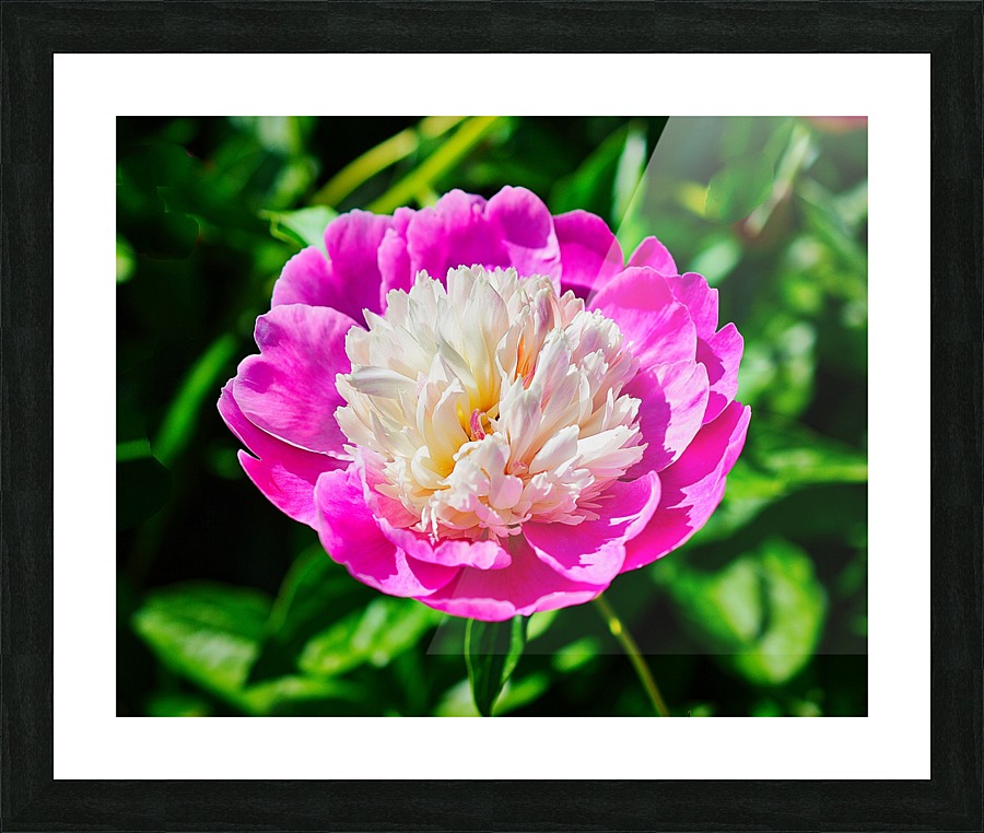 Peony Picture Frame print