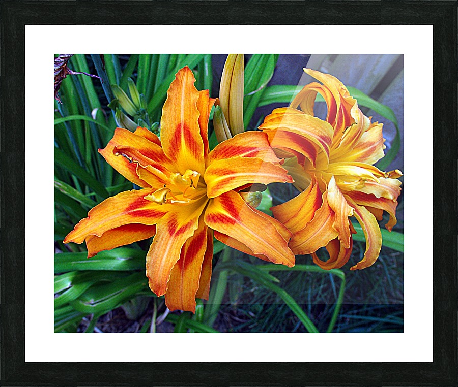 Day Lilies Picture Frame print