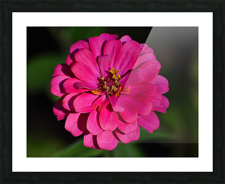 Zinnia Picture Frame print